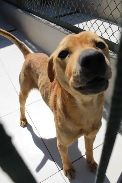 Pies do adopcji, Bełchatów, 26 kwietnia 2024 (2/4)