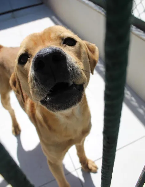 Pies do adopcji, Bełchatów, 26 kwietnia 2024 (3/4)