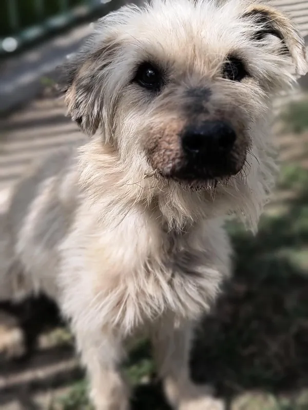 Pies do adopcji, Bełchatów, 12 marca 2025 (1/5)