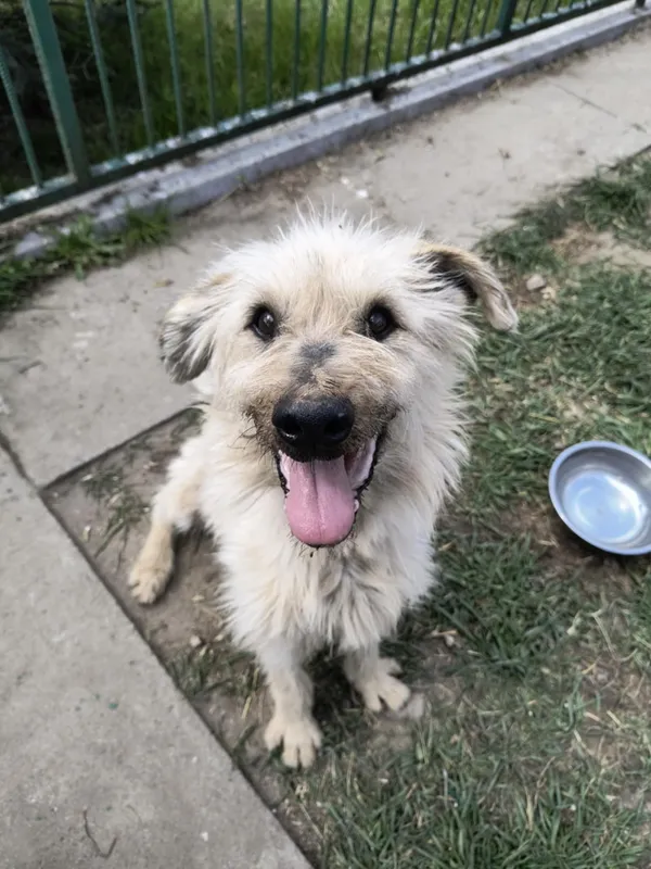 Pies do adopcji, Bełchatów, 12 marca 2025 (2/5)