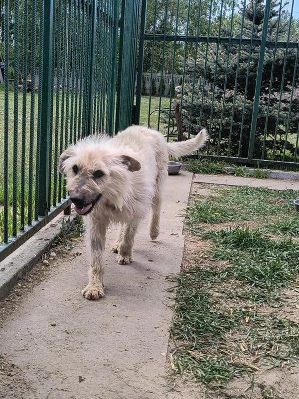 Pies do adopcji, Bełchatów, 12 marca 2025 (3/5)