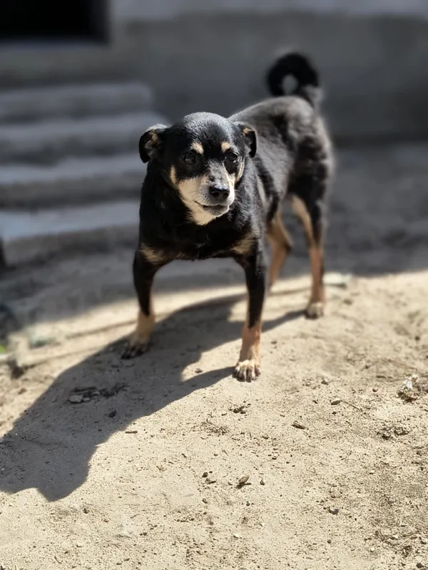 Pies do adopcji, Bełchatów, 12 grudnia 2024 (3/5)