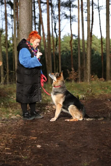 Pies do adopcji, Piła, 25 grudnia 2024 (4/5)