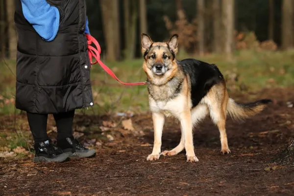 Pies do adopcji, Piła, 25 grudnia 2024 (5/5)