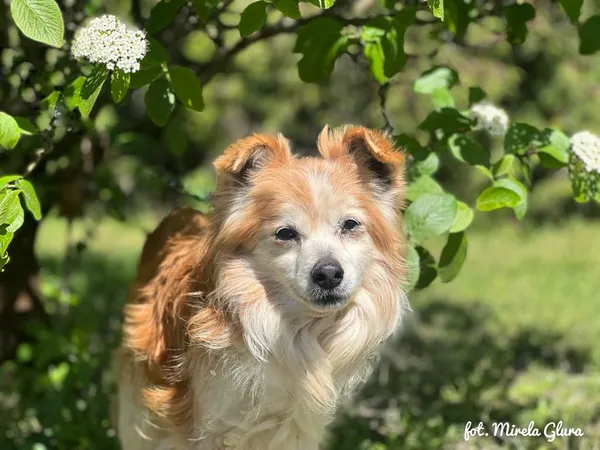 Pies do adopcji, Bydgoszcz, 2 maja 2025 (1/4)