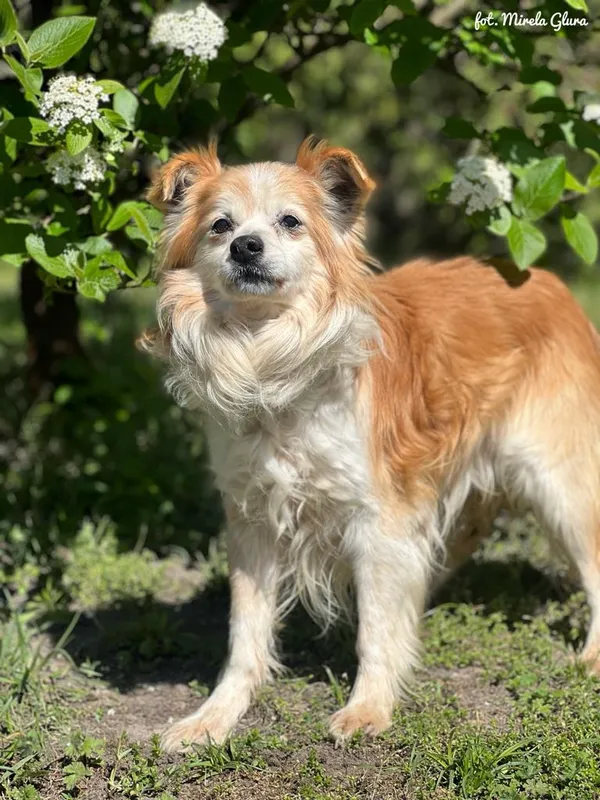 Pies do adopcji, Bydgoszcz, 2 maja 2025 (2/4)