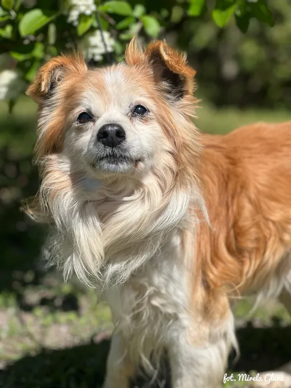 Pies do adopcji, Bydgoszcz, 2 maja 2025 (3/4)