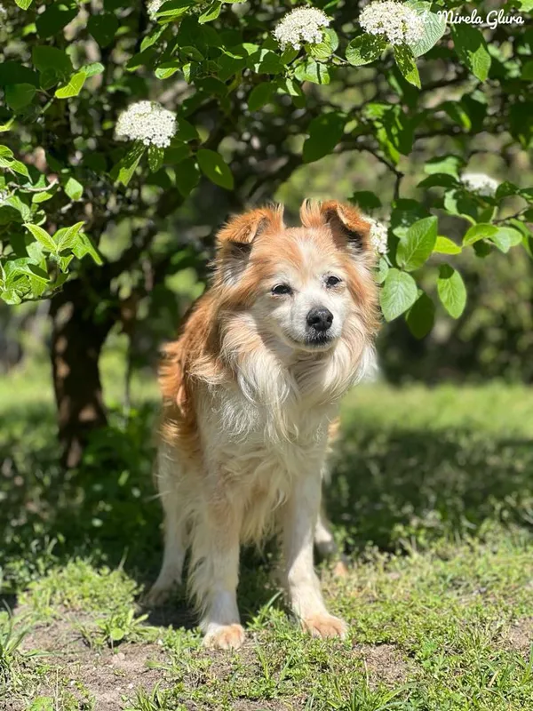 Pies do adopcji, Bydgoszcz, 2 maja 2025 (4/4)