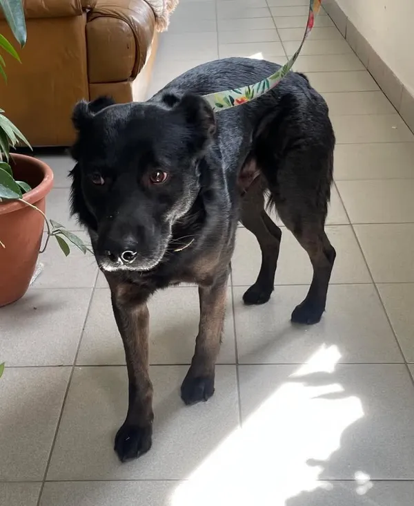 Znaleziono psa, Lublin, 2 maja 2025