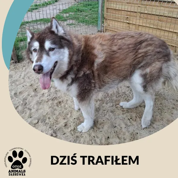 Znaleziono psa, Dąbrówka, 29 kwietnia 2025