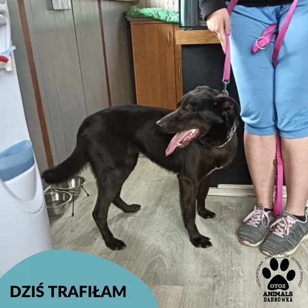 Znaleziono psa, Dąbrówka, 29 kwietnia 2025