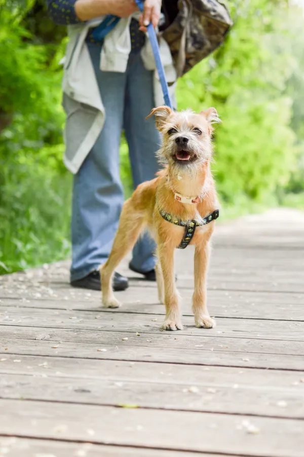 Znaleziono psa, Sosnowiec, 27 kwietnia 2025 (2/5)