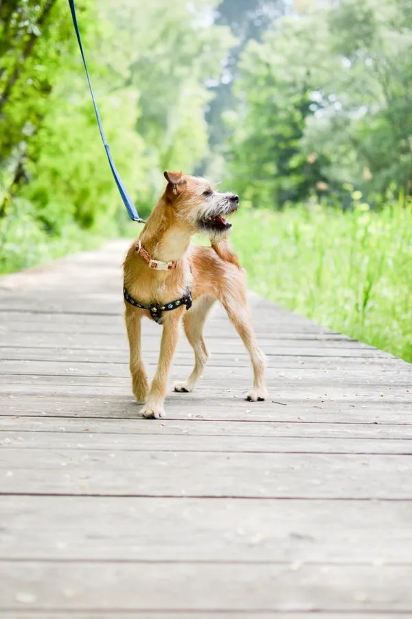 Znaleziono psa, Sosnowiec, 27 kwietnia 2025 (5/5)