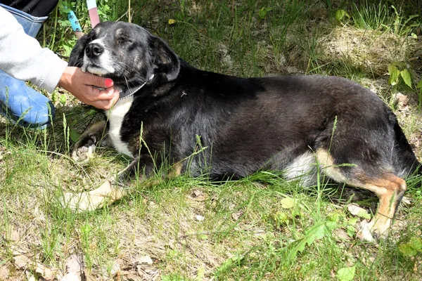 Znaleziono psa, Pieckowo, 28 kwietnia 2025 (1/5)