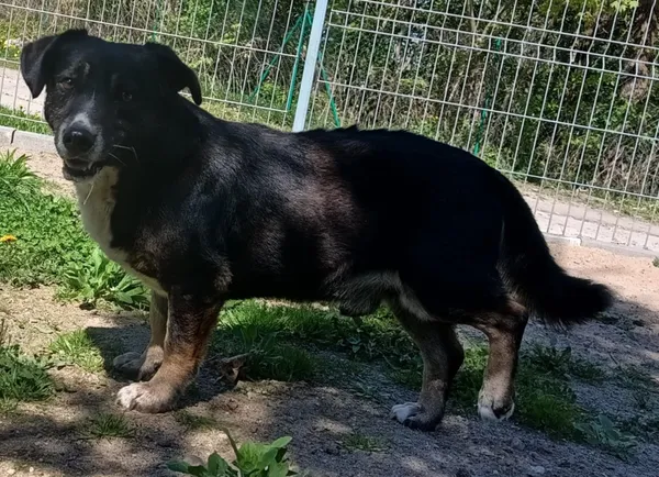 Znaleziono psa, Pieckowo, 28 kwietnia 2025 (4/5)