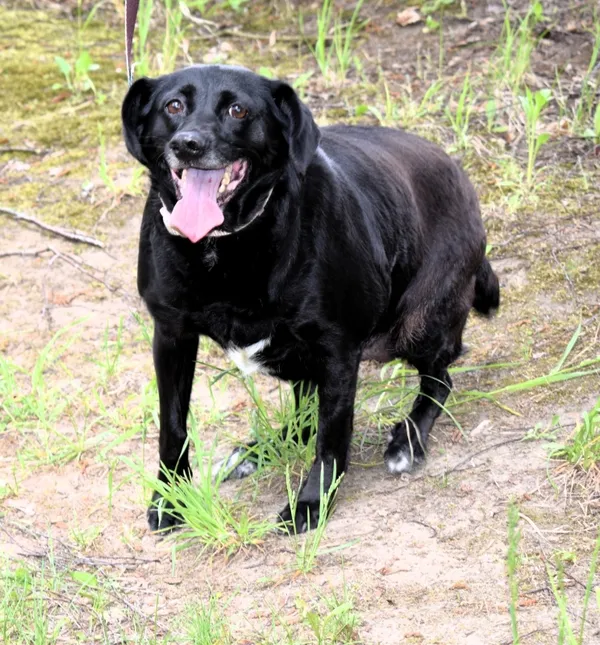 Znaleziono psa, Pieckowo, 28 kwietnia 2025 (1/5)