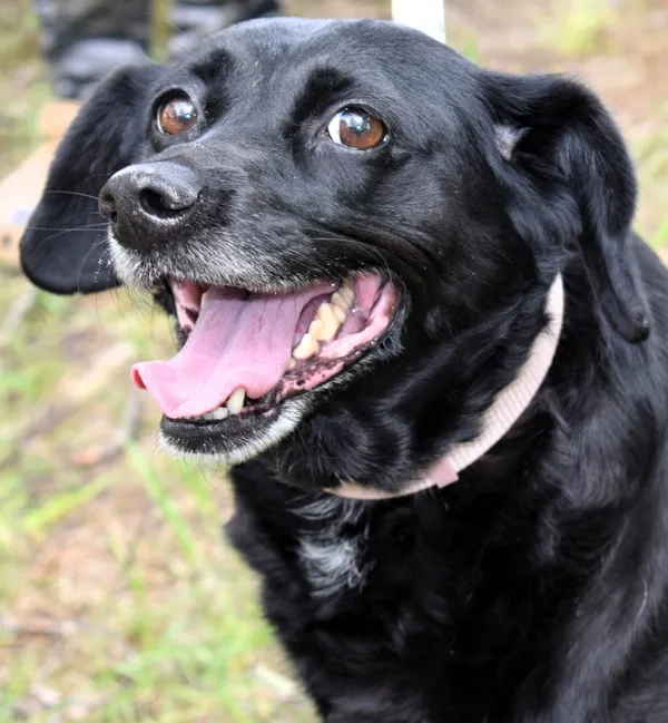 Znaleziono psa, Pieckowo, 28 kwietnia 2025 (3/5)