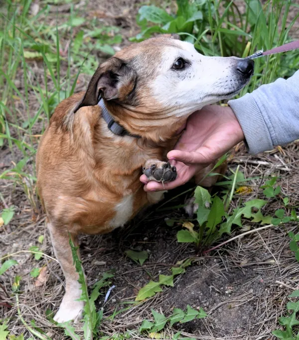 Znaleziono psa, Pieckowo, 28 kwietnia 2025 (2/5)