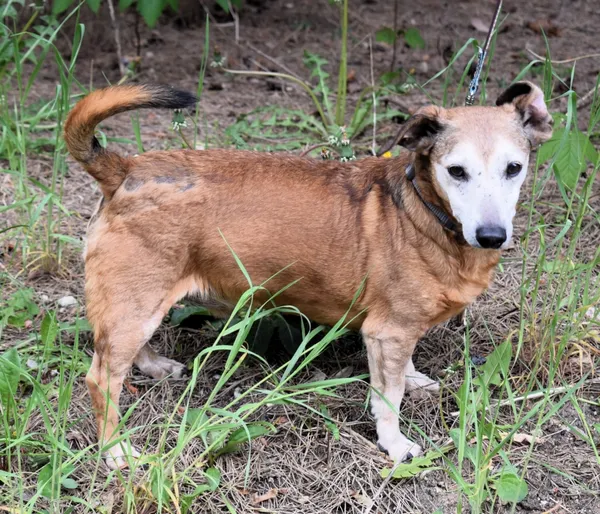 Znaleziono psa, Pieckowo, 28 kwietnia 2025 (3/5)