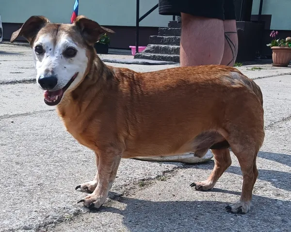 Znaleziono psa, Pieckowo, 28 kwietnia 2025 (4/5)