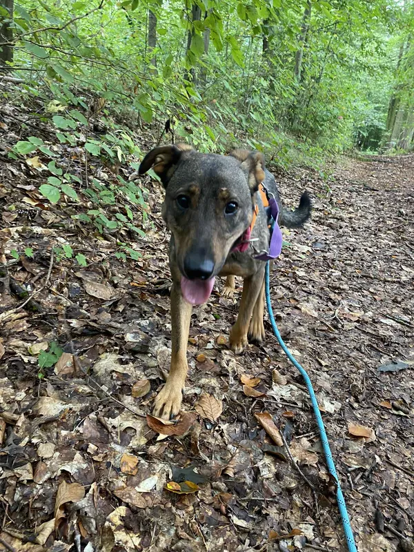 Znaleziono psa, Chojnice, 28 kwietnia 2025 (1/5)