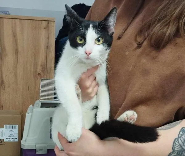 Znaleziono kota, Toruń, 30 kwietnia 2025