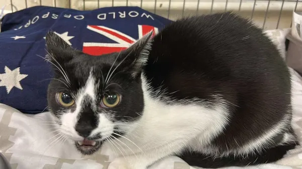 Znaleziono kota, Toruń, 30 kwietnia 2025