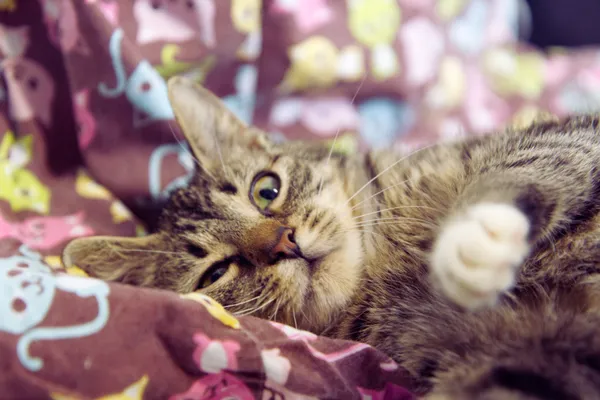 Znaleziono kota, Sosnowiec, 26 kwietnia 2025 (2/2)