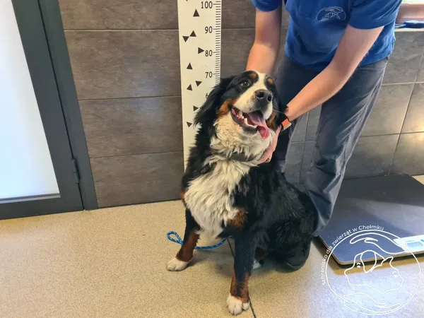 Znaleziono psa, Chełmek, 1 maja 2025