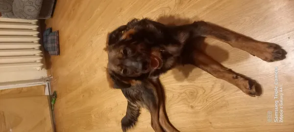 Zaginął pies, Łódź, 3 maja 2025