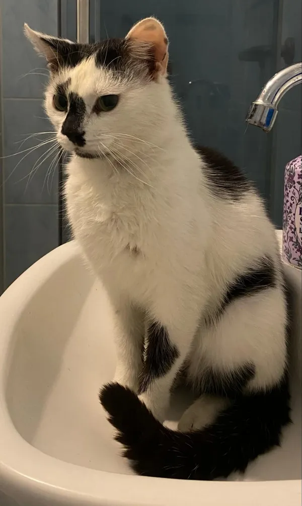 Zaginął kot, Łódź, 3 maja 2025