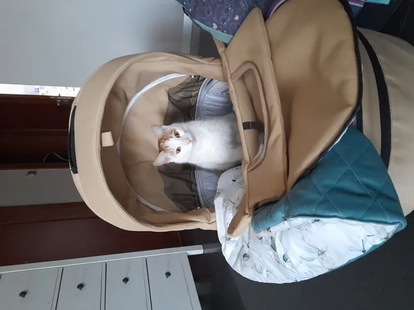 Zaginął kot, Łódź, 2 maja 2025