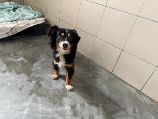 Pies do adopcji, Kraków, 18 kwietnia 2025