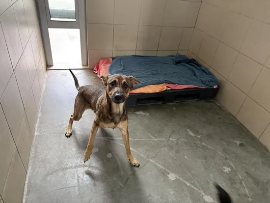 Pies do adopcji, Kraków, 18 kwietnia 2025