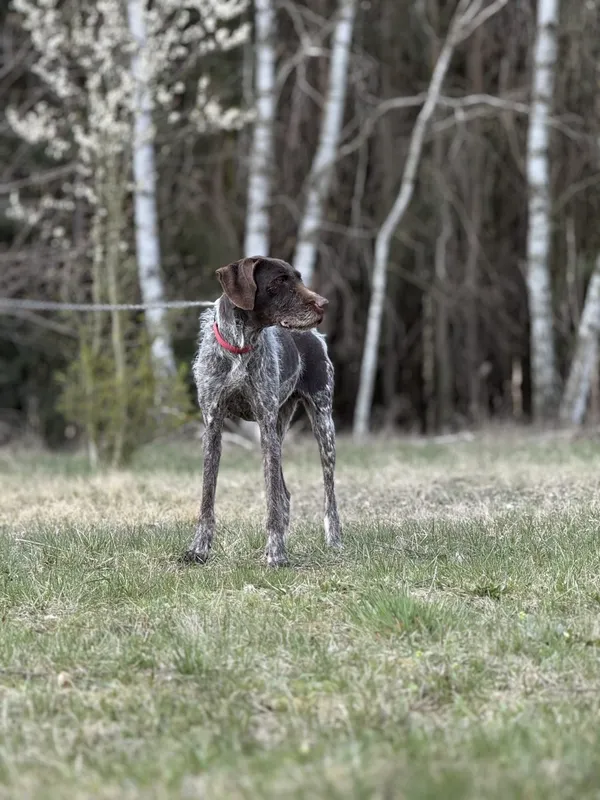 Pies do adopcji, Pieczyska, 3 maja 2025 (3/5)