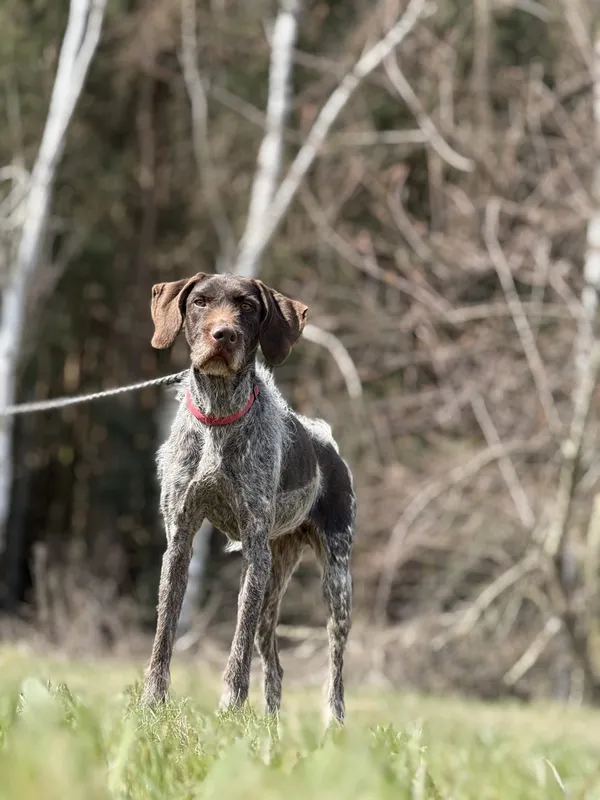 Pies do adopcji, Pieczyska, 3 maja 2025 (5/5)