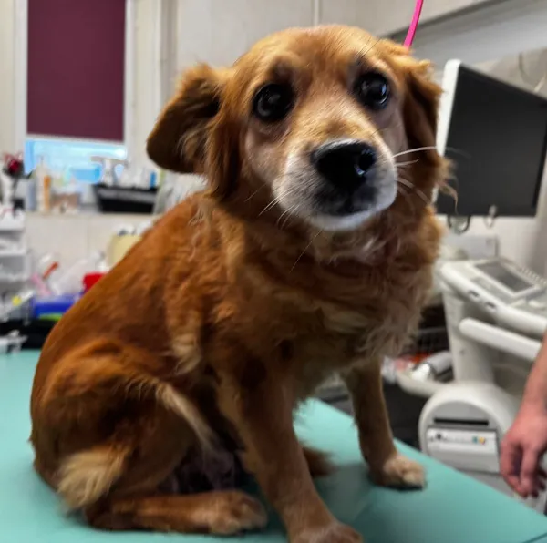 Znaleziono psa, Gdańsk, 3 maja 2025