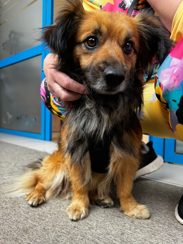 Znaleziono psa, Gdańsk, 3 maja 2025