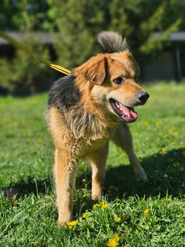 Pies do adopcji, Zgierz, 3 maja 2025 (2/4)