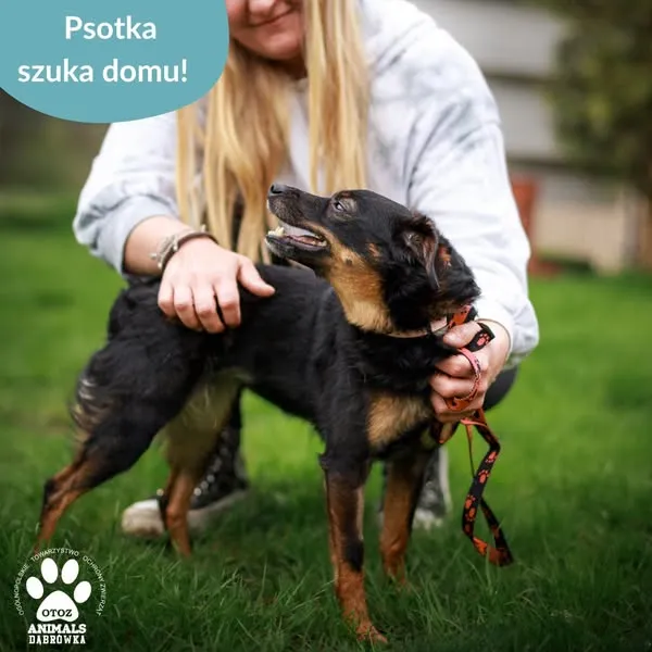 Pies do adopcji, Dąbrówka, 2 maja 2025 (2/5)