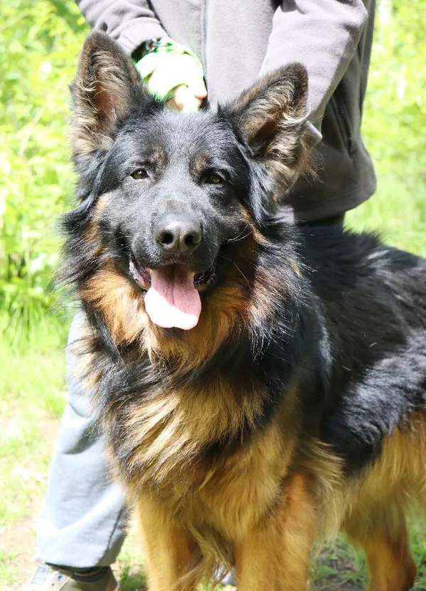 Znaleziono psa, Łódź, 2 maja 2025 (4/5)