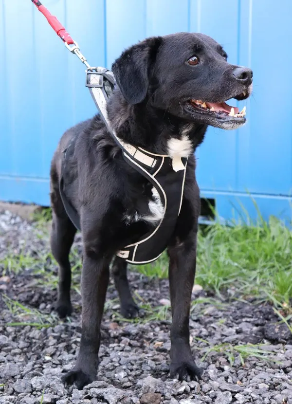 Znaleziono psa, Łódź, 2 maja 2025 (1/5)