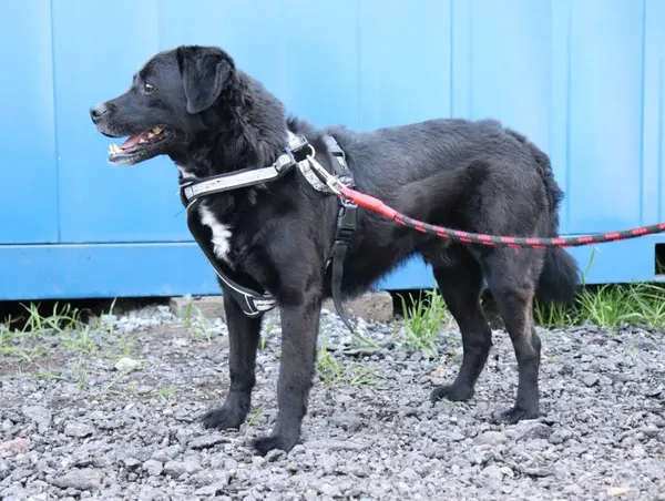 Znaleziono psa, Łódź, 2 maja 2025 (2/5)