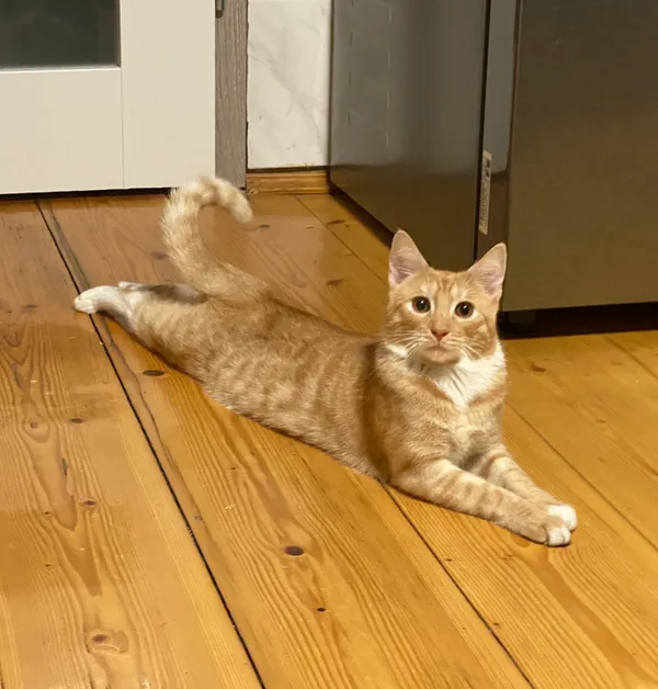 Zaginął kot, Czchów, 3 maja 2025 (1/5)