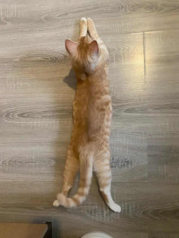 Zaginął kot, Czchów, 3 maja 2025 (2/5)