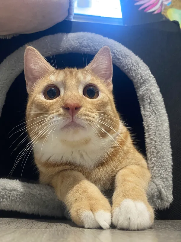 Zaginął kot, Czchów, 3 maja 2025 (3/5)