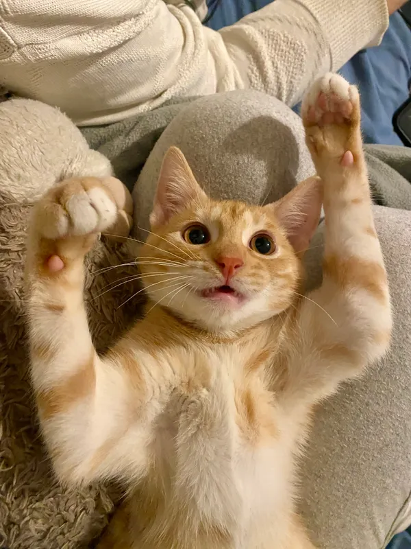 Zaginął kot, Czchów, 3 maja 2025 (5/5)