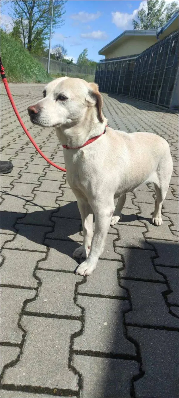 Znaleziono psa, Grudziądz, 4 maja 2025