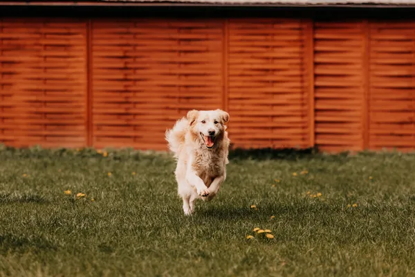 Pies do adopcji, Czartki, 4 maja 2025 (3/5)