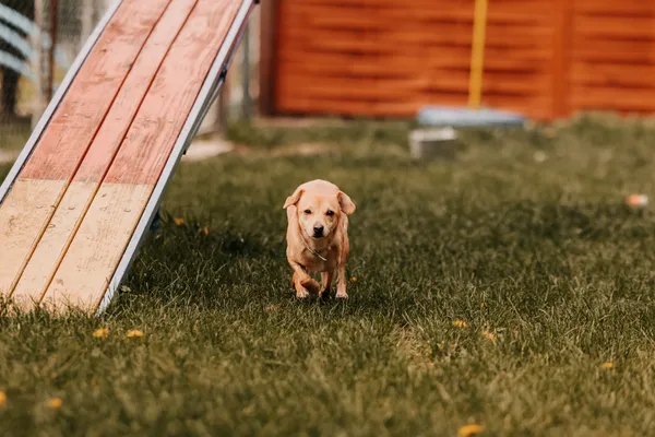 Pies do adopcji, Czartki, 4 maja 2025 (1/5)